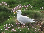 Herring Gull (Larus argentatus)