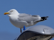 Herring Gull (Larus argentatus)
