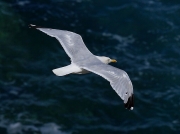 Herring Gull (Larus argentatus)