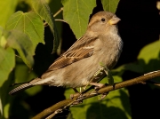 House Sparrow (Passer domesticus) - female