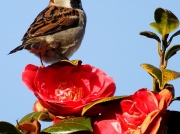 House Sparrow (Passer domesticus) - male