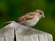House Sparrow (Passer domesticus) - female
