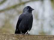 Jackdaw (Corvus monedula)