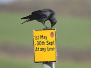 Jackdaw (Corvus monedula)