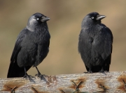 Jackdaws (Corvus monedula)