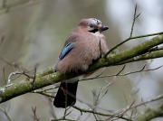 Jay (Garrulus glandarius)