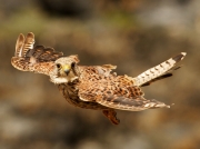 Kestrel (Falco tinnunculus) - in flight