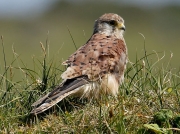 Kestrel (Falco tinnunculus)