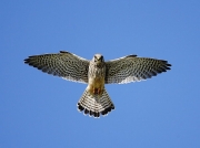 Kestrel (Falco tinnunculus) hovering