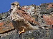 Kestrel (Falco tinnunculus)