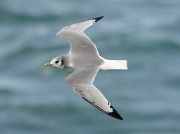 Kittiwake (Rissa tridactyla)
