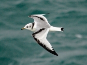 Kittiwake (Rissa tridactyla) - first winter