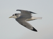 Kittiwake (Rissa tridactyla)