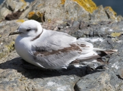 Kittiwake (Rissa tridactyla) on cliffs at Lizard Point