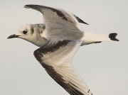 Kittiwake (Rissa tridactyla) - first winter
