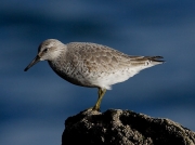 Knot (Calidris canuta)
