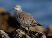 Knot (Calidris canuta)