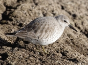 Knot (Calidris canuta)