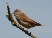 Linnet (Carduelis cannabina)