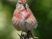 Linnet (Carduelis cannabina) - male