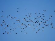 Linnet (Carduelis cannabina)