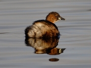 Little Grebe (Tachybaptus ruficollis)