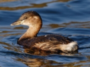 Little Grebe (Tachybaptus ruficollis)