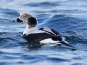 Long-tailed Duck (Clangula hyemalis) - male at Carnsew Basin, Hayle