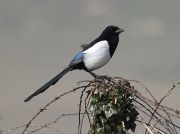 Magpie (Pica pica)