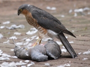 Male Sparrowhawk (Accipiter nicus) eating Wood Pigeon  © Steve Ogden