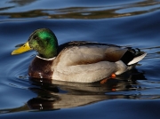 Mallard (Anas platyrhynchos)