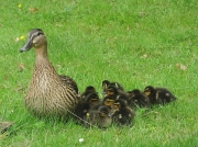 Mallard (Anas platyrhynchos) - female and ducklings