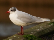 Mediterranean Gull (Larus melanocephalus)