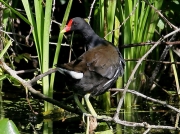 Moorhen (Gallinula chloropus)