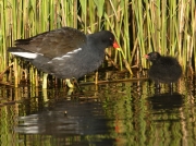 Moorhen (Gallinula chloropus) - adult and chick