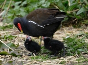 Moorhen (Gallinula chloropus)