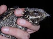 Nightjar (Caprimulgus europaeus)