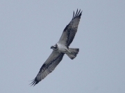 Osprey (Pandion haliaetus)