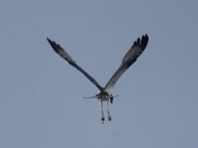 Osprey (Pandion haliaetus)