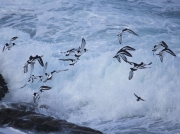 Oystercatcher (Haematopus ostralegus)