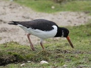 Oystercatcher