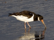 Oystercatcher