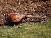 Pheasant (Phasianus colchicus)