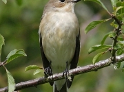 Pied Flycatcher (Ficedula hypoleuca)