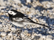 Pied Wagtail (Motacilla alba)