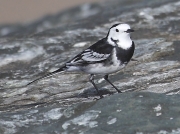 Pied Wagtail (Motacilla alba)