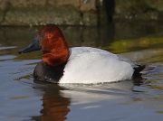 Canvasback (Aythya valisineria)