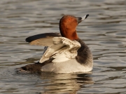 Pochard (Aythya ferina)