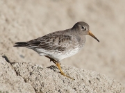 Purple Sandpiper (Calidris maritima)
