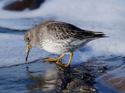 Purple Sandpiper (Calidris maritima)